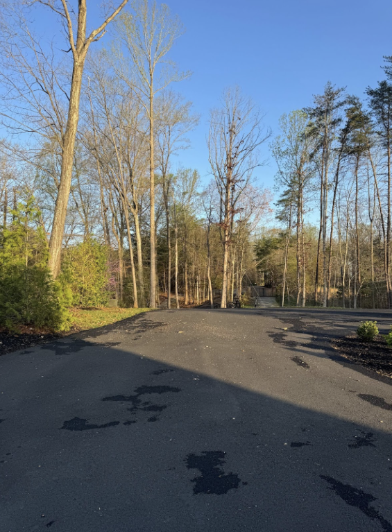 Winter trees in the driveway are still waiting for their spring bloom.